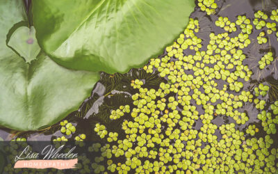 Using Duckweed to Investigate the Effectiveness of Homeopathy