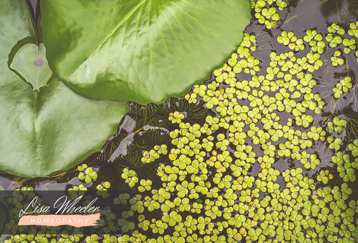 Lisa Wheeler Homeopathy | Blog | News | Duckweed