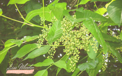 How Can It Help? Rhus Toxicodendron