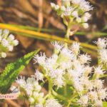 Lisa Wheeler Homeopathy | Blog | Eupatorium Perfoliatum Boneset