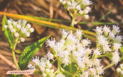 How Can It Help? Eupatorium Perfoliatum – Boneset