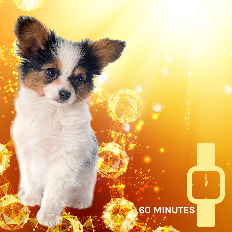 Lisa Wheeler Homeopathy | Services | QX Bioresonance Biofeeedback NOAH - 60 Minutes Lisa Wheeler Homeopathy | Services | QX Bioresonance Biofeeedback NOAH - 60 Minutes